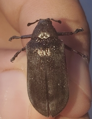 Sandalus niger