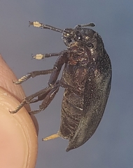 Sandalus niger