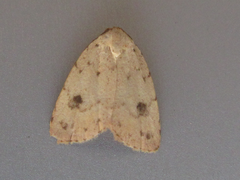 Anachrostis nigripunctalis