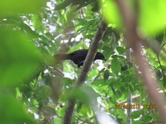 Laniarius leucorhynchus