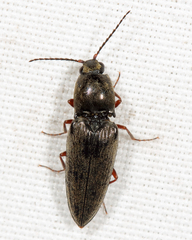 Cardiophorus convexus