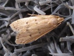 Brachmia modicella
