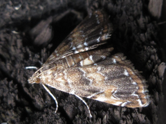 Elophila turbata