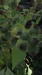 Arctium minus