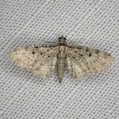 Eupithecia fletcherata