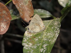 Strephonota jactator