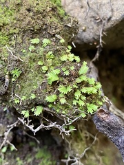 Fissidens bushii