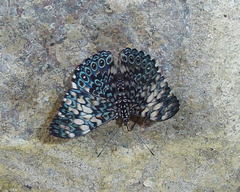 Hamadryas fornax