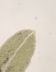 Fissidens bushii