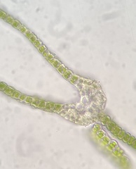 Fissidens bushii