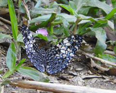 Hamadryas fornax