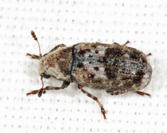 Euparius paganus