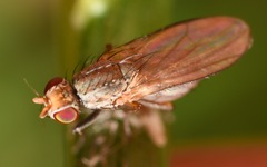 Trixoscelis frontalis
