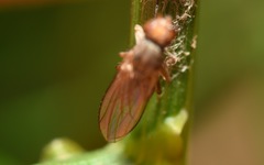 Trixoscelis frontalis