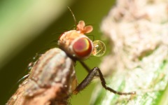 Trixoscelis frontalis