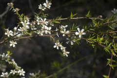 Leptospermum microcarpum