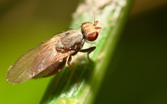 Trixoscelis frontalis