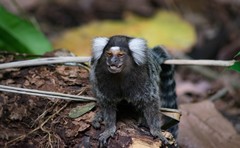 Callithrix jacchus