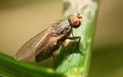 Trixoscelis frontalis