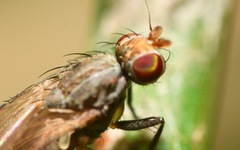 Trixoscelis frontalis