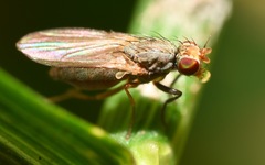 Trixoscelis frontalis