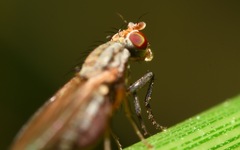 Trixoscelis frontalis