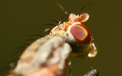 Trixoscelis frontalis