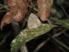 Strephonota jactator