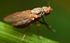 Trixoscelis frontalis