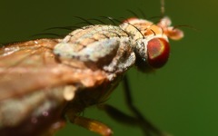 Trixoscelis frontalis