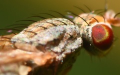 Trixoscelis frontalis