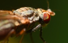 Trixoscelis frontalis