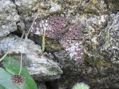 Hamadryas fornax