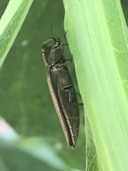 Agrilus macer