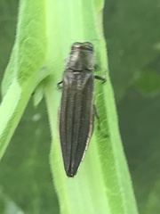 Agrilus macer