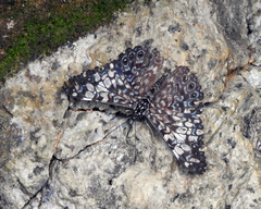 Hamadryas fornax