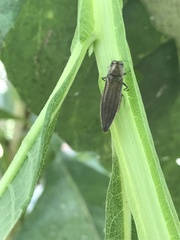 Agrilus macer