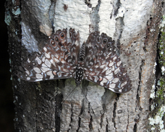 Hamadryas fornax
