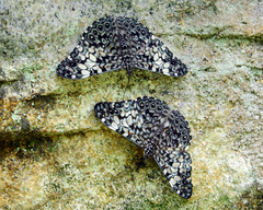 Hamadryas fornax