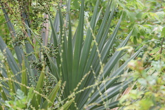 Chamaerops acaulis (Chamaerops acaulis)