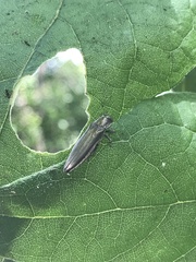 Agrilus macer