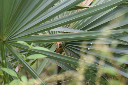 Sabal minor