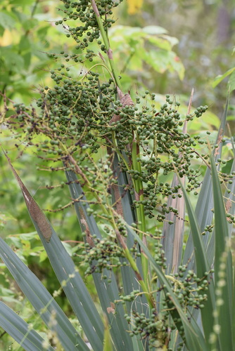 Sabal minor