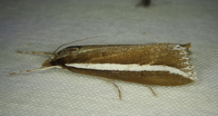 Carectocultus perstrialis