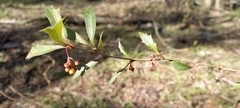 Berberis ruscifolia