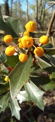 Berberis ruscifolia