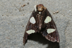 Alypia octomaculata