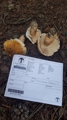 Tricholoma aurantium