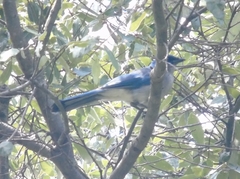 Aphelocoma ultramarina