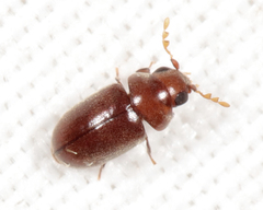Tricorynus dichrous